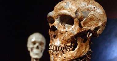 A reconstructed Neanderthal skeleton (R) and a modern human version of a skeleton (L) on display at the Museum of Natural History in New York City, New York, U.S., Jan. 8, 2003. (AP Photo)
