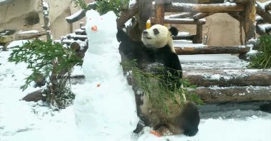 Giant panda Ru Yi fights a snowman in the Moscow zoo. (Reuters Photo)