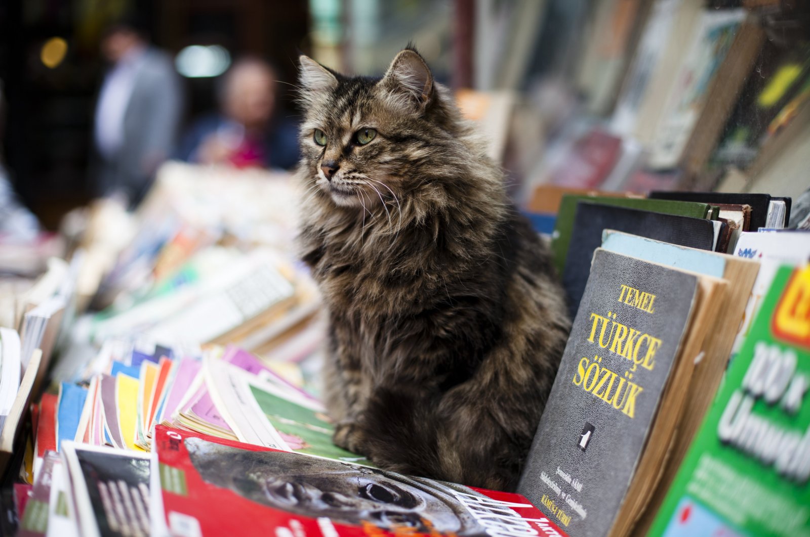 A cat sits on old books at a bookstore stand selling secondhand books in the streets of Galata, Istanbul, Turkey, March 29, 2011. (Getty Images)