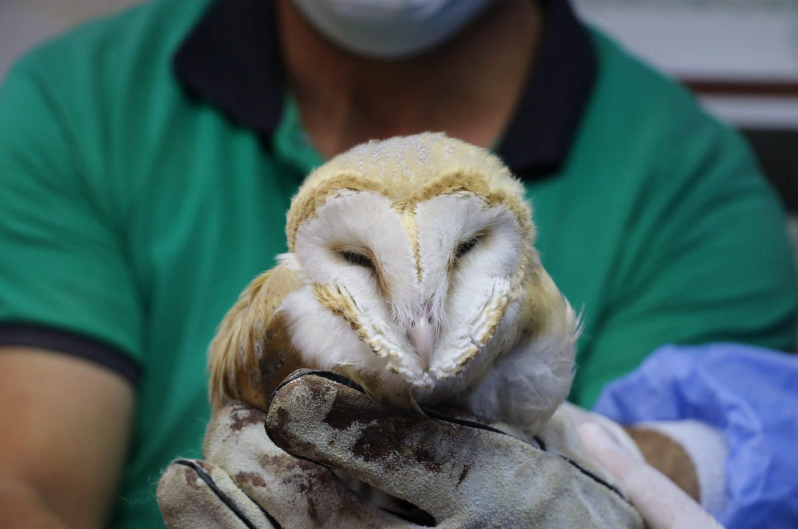 A rescued owl in the hands of a veterinarian at the Gaziantep Zoo, Turkey. (IHA Photo)