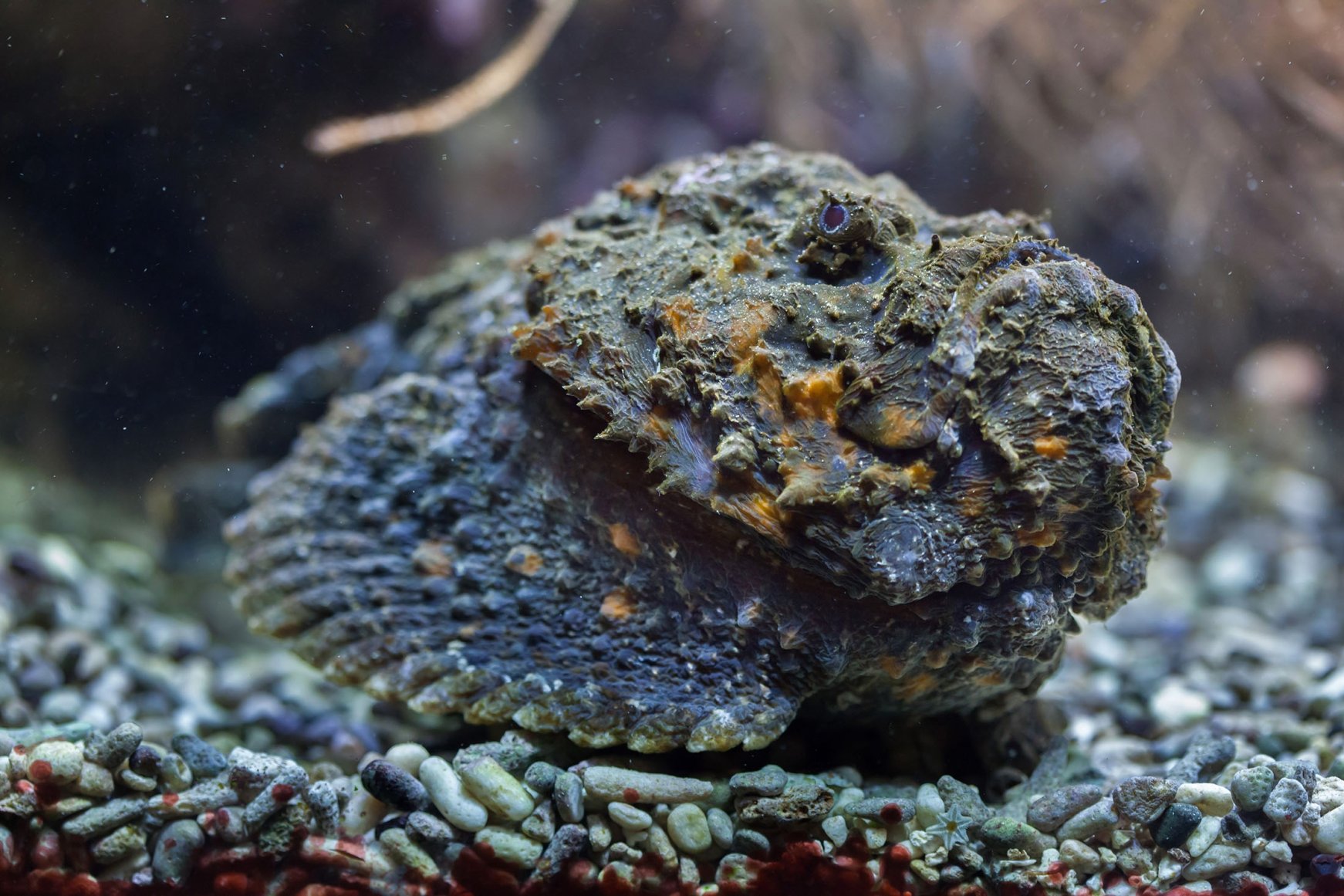 The most dangerous animals in the world | Daily Sabah