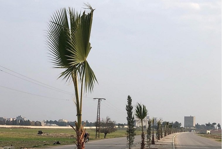 Turkey plants 75,000 trees in northern Syria | Daily Sabah