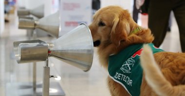 A sniffer dog trained to detect COVID-19 in highly frequented places works, at the International Airport of Santiago, Chile, Dec. 21, 2020. (Reuters Photo)