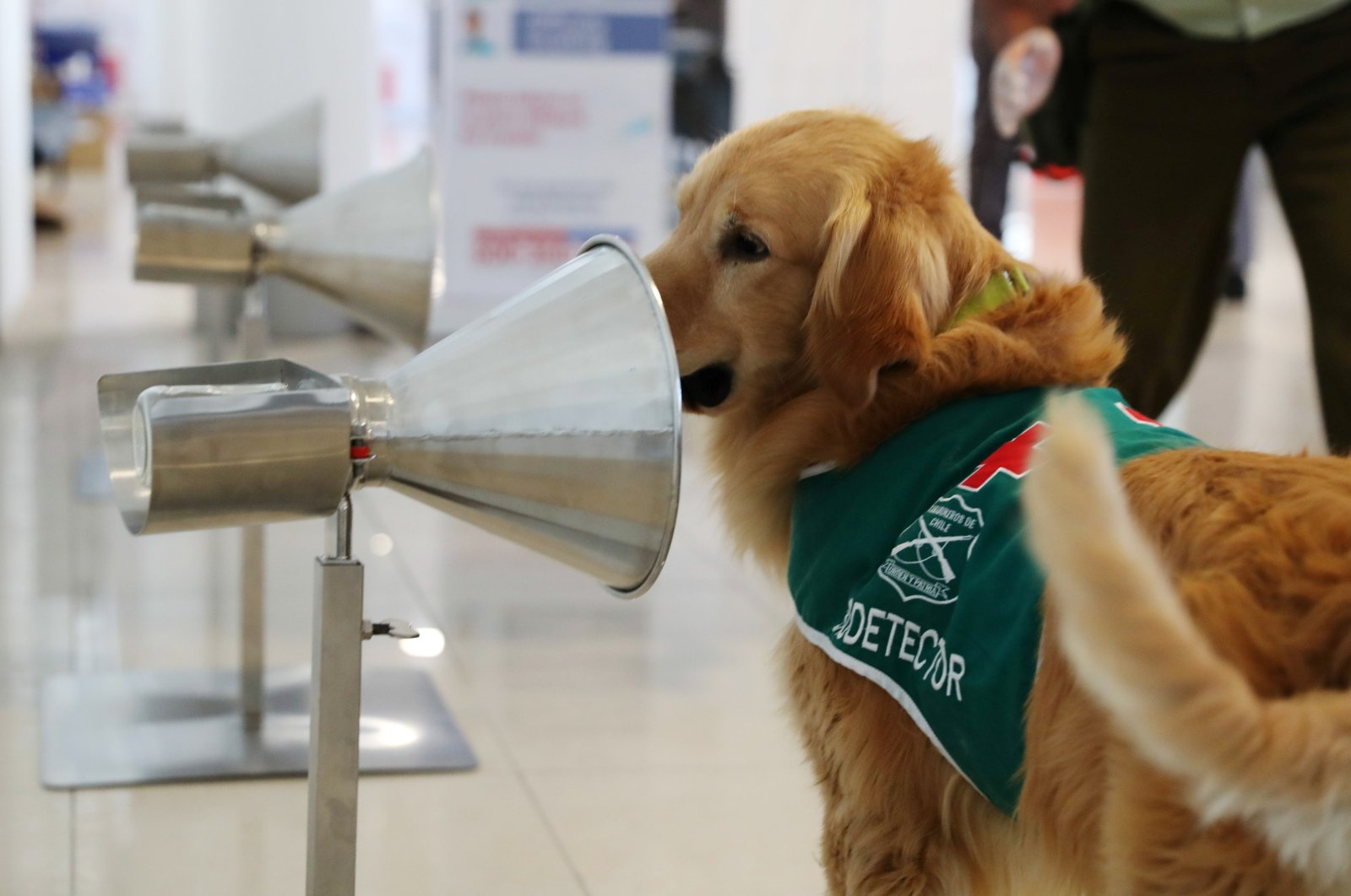 A sniffer dog trained to detect COVID-19 in highly frequented places works, at the International Airport of Santiago, Chile, Dec. 21, 2020. (Reuters Photo)