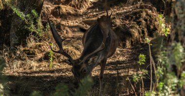 A deer in the Mafra gorge, Lisbon, Portugal. (Shutterstock Photo)