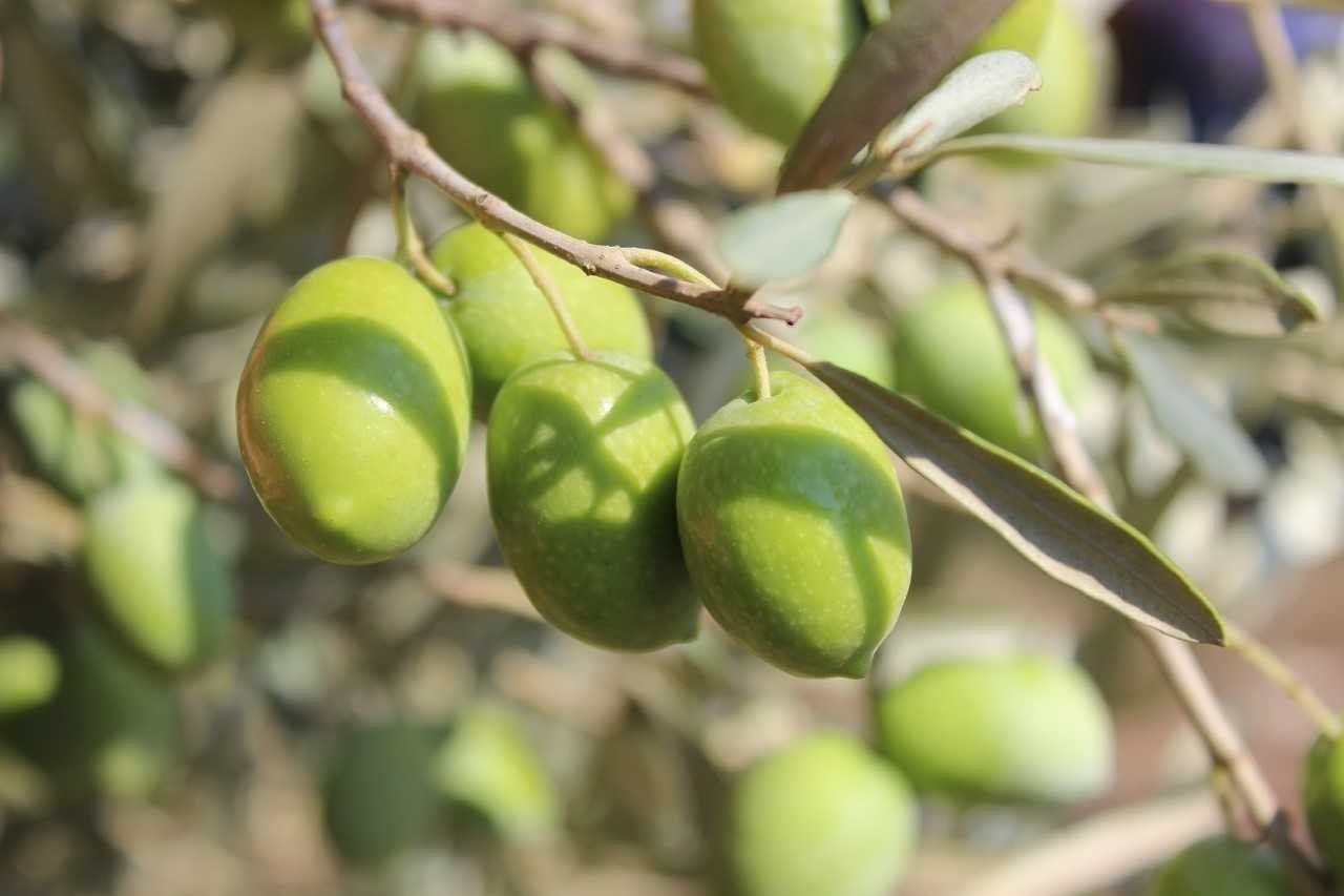 Milas olive oil is produced exclusively from the “Memecik” olives grown in Milas, in Muğla province, southwestern Turkey, Dec. 26, 2020. (AA Photo)