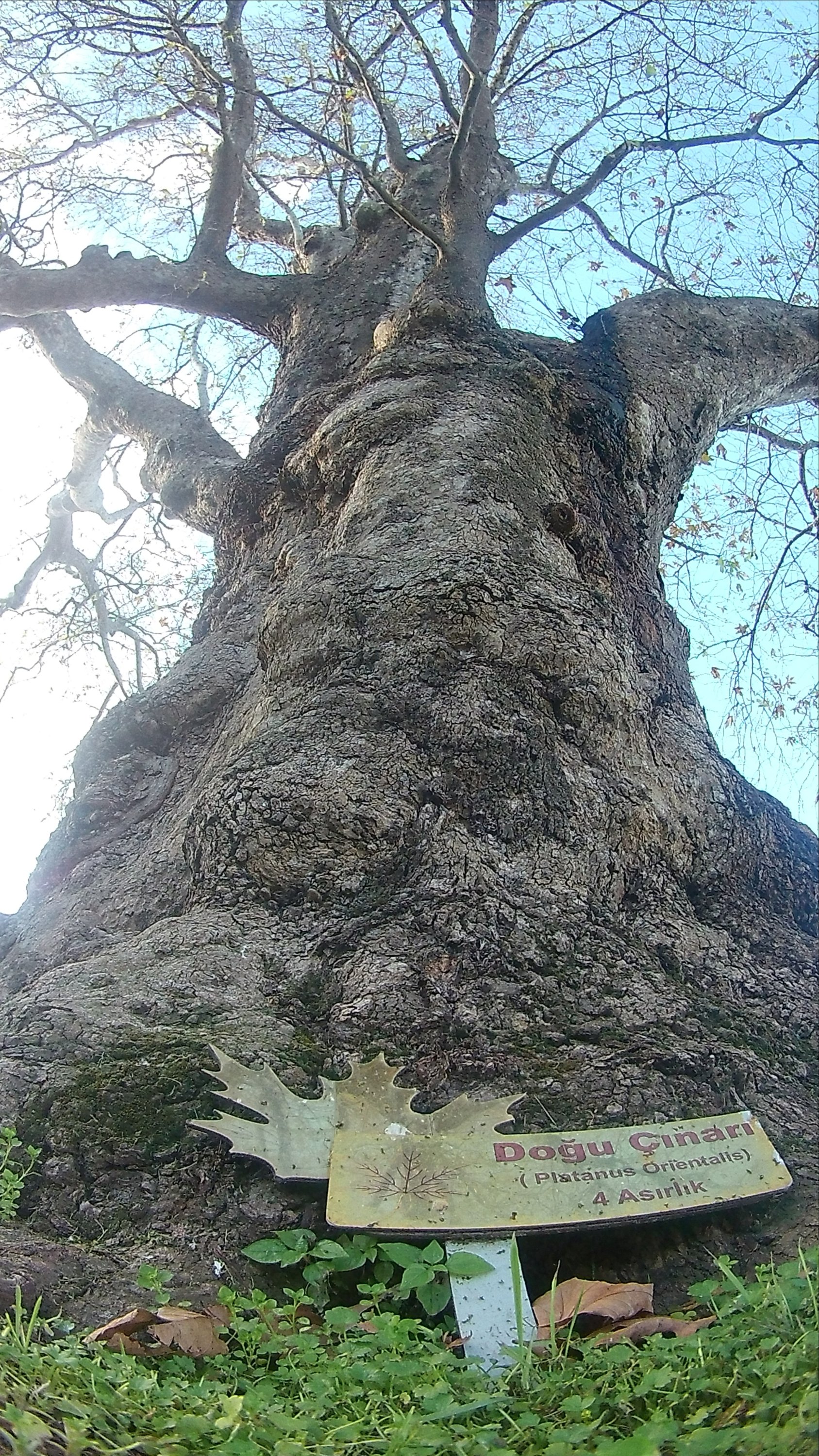 The 400-year-old plane tree is photographed in Yalova,  northwestern Turkey, Jan. 3, 2021. (AA PHOTO)