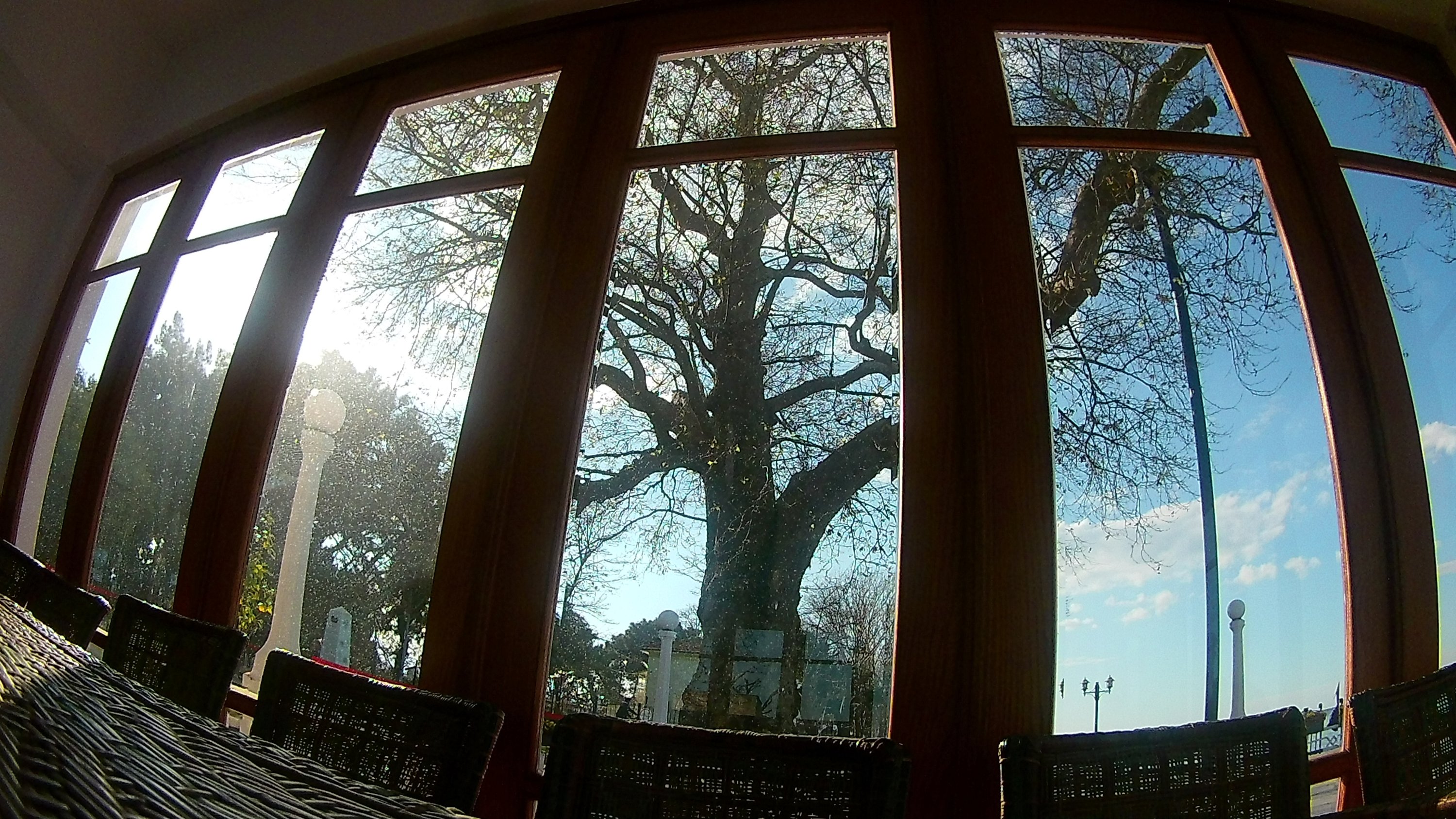 The plane tree is seen from the window of the mansion, Yalova, northwestern Turkey, Jan. 3, 2021. (AA PHOTO)