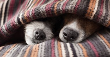 To sleep or to snooze? Those extra few minutes may not be as damaging as they are made out to be. (Shutterstock Photo)