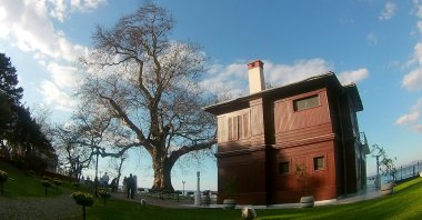 The mansion and the plane tree are seen side by side in Yalova, northwestern Turkey, Jan. 3, 2021. (AA PHOTO)