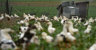 Ducks roam in an outdoor enclosure at the farm of Modef des Landes agricultural union president Serge Mora in Mugron, southwestern France, Dec. 29, 2020. (AFP File Photo)