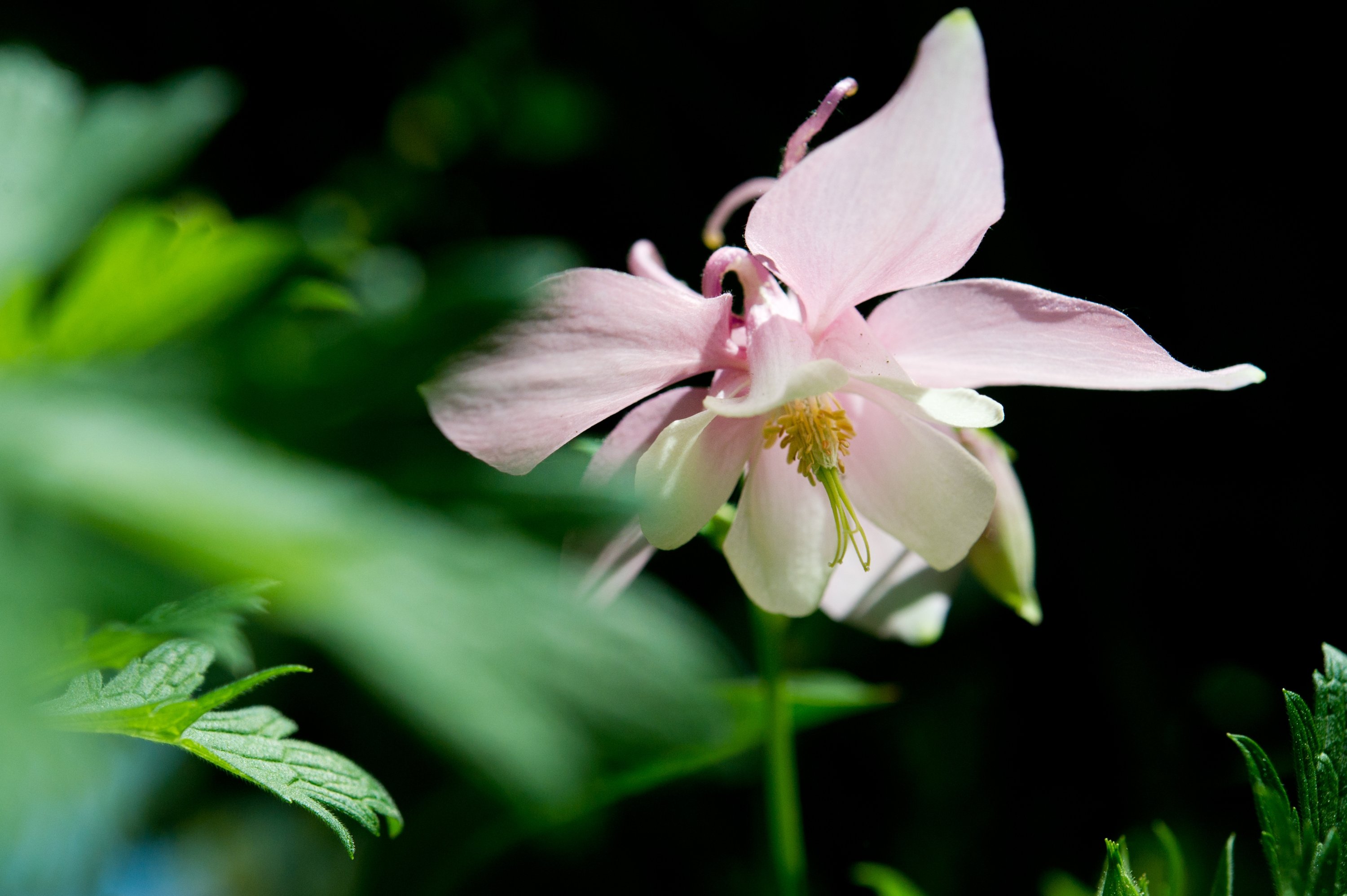 Columbine is a plant for the shady spots in your garden. (DPA Photo)