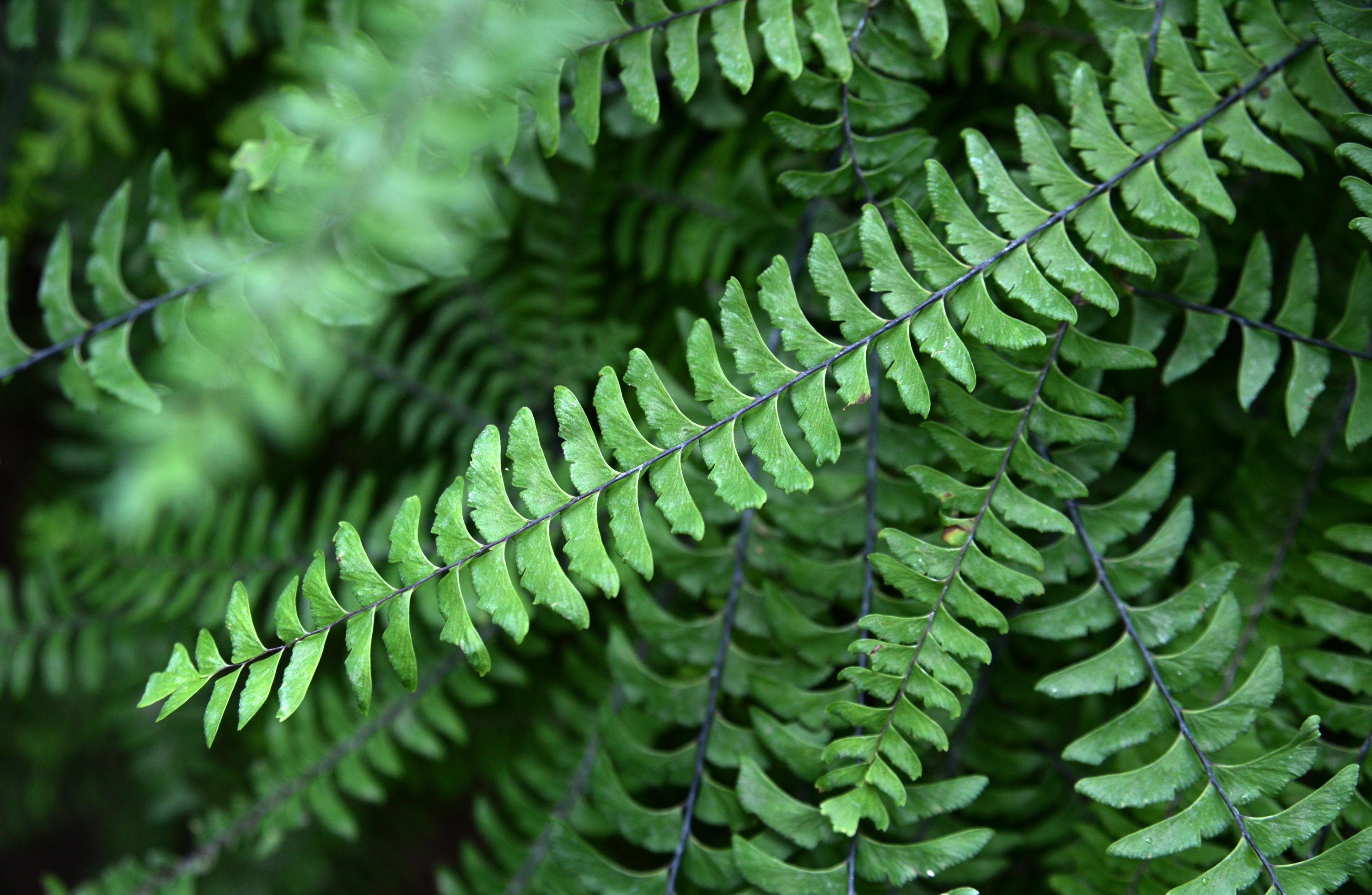 A classic for completely shaded spots: ferns. (DPA Photo)