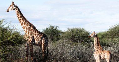 A dwarf giraffe named "Nigel," born in 2014 stands with an adult male giraffe at an undisclosed location in Namibia, March 26, 2018. (Reuters Photo)
