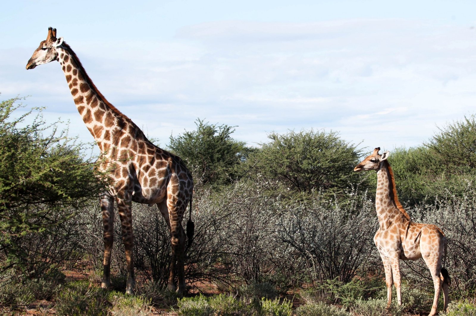 A dwarf giraffe named "Nigel," born in 2014 stands with an adult male giraffe at an undisclosed location in Namibia, March 26, 2018. (Reuters Photo)