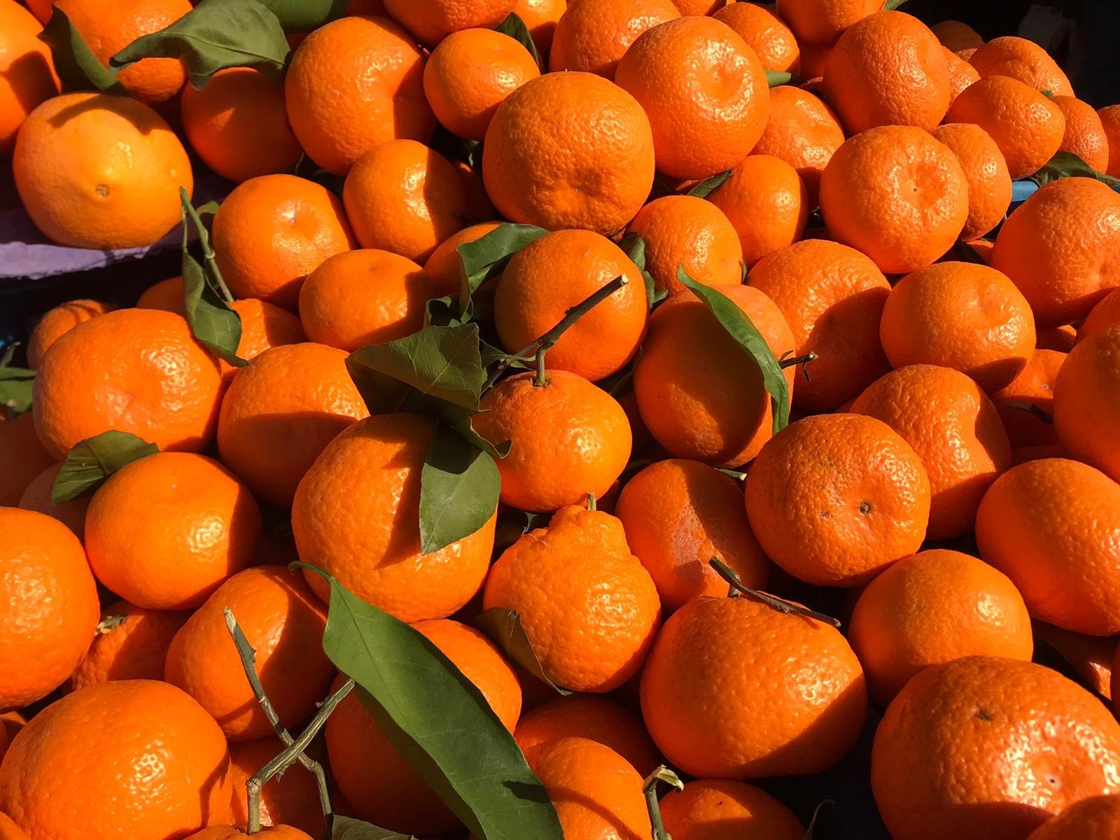 Oranges are seen in this file photo dated Jan. 10, 2020. (AA Photo)