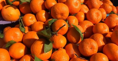 Oranges are seen in this file photo dated Jan. 10, 2020. (AA Photo)
