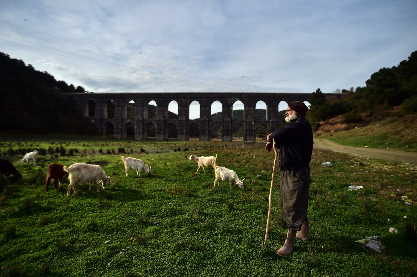 A shepherd tends to his herd as the sheep and goats graze in Alibeyköy Dam's now empty water reservoir, in Istanbul, Turkey, Jan. 8, 2021. (IHA Photo)