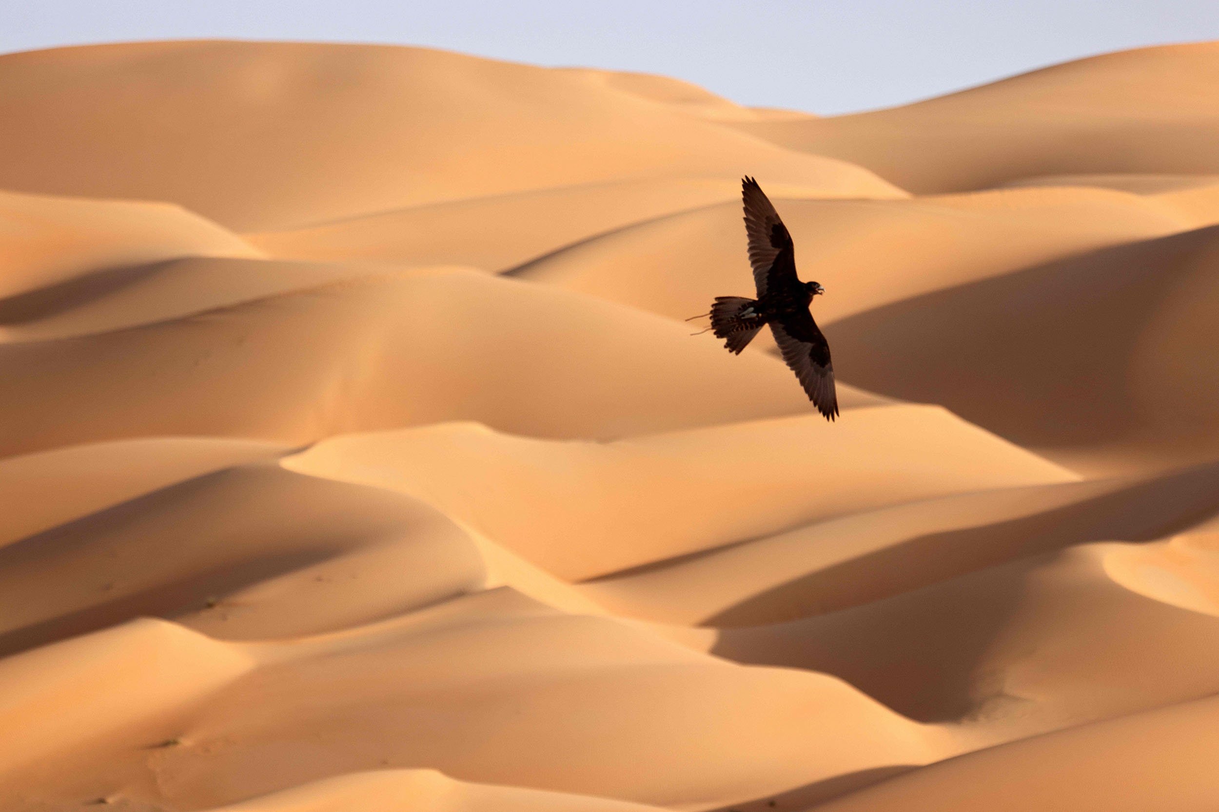 desert falcon travel