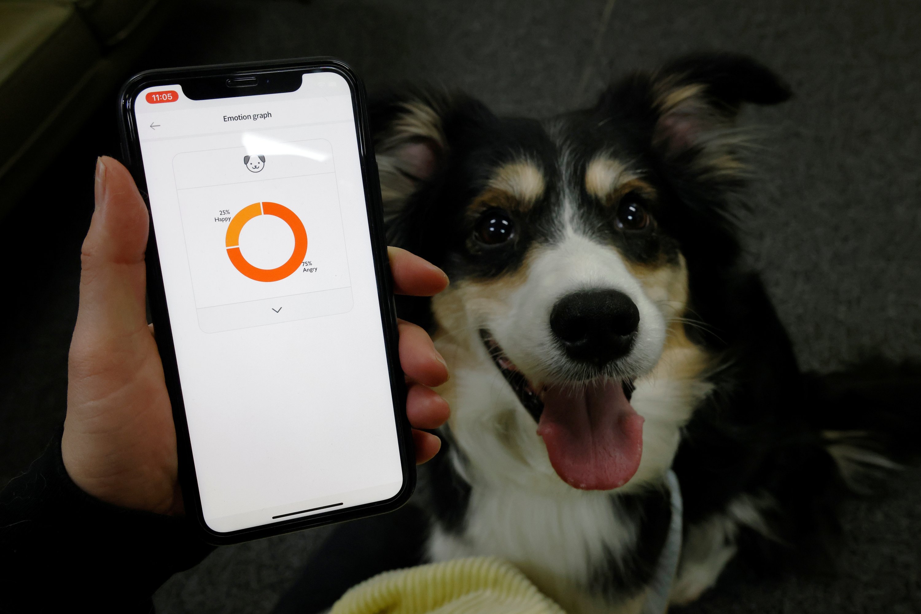 Moon Sae-mi tries out Petpuls, an AI-powered smart dog collar, with her dog Godot during a demonstration in Seoul, South Korea, Jan. 11, 2021. (Reuters Photo)