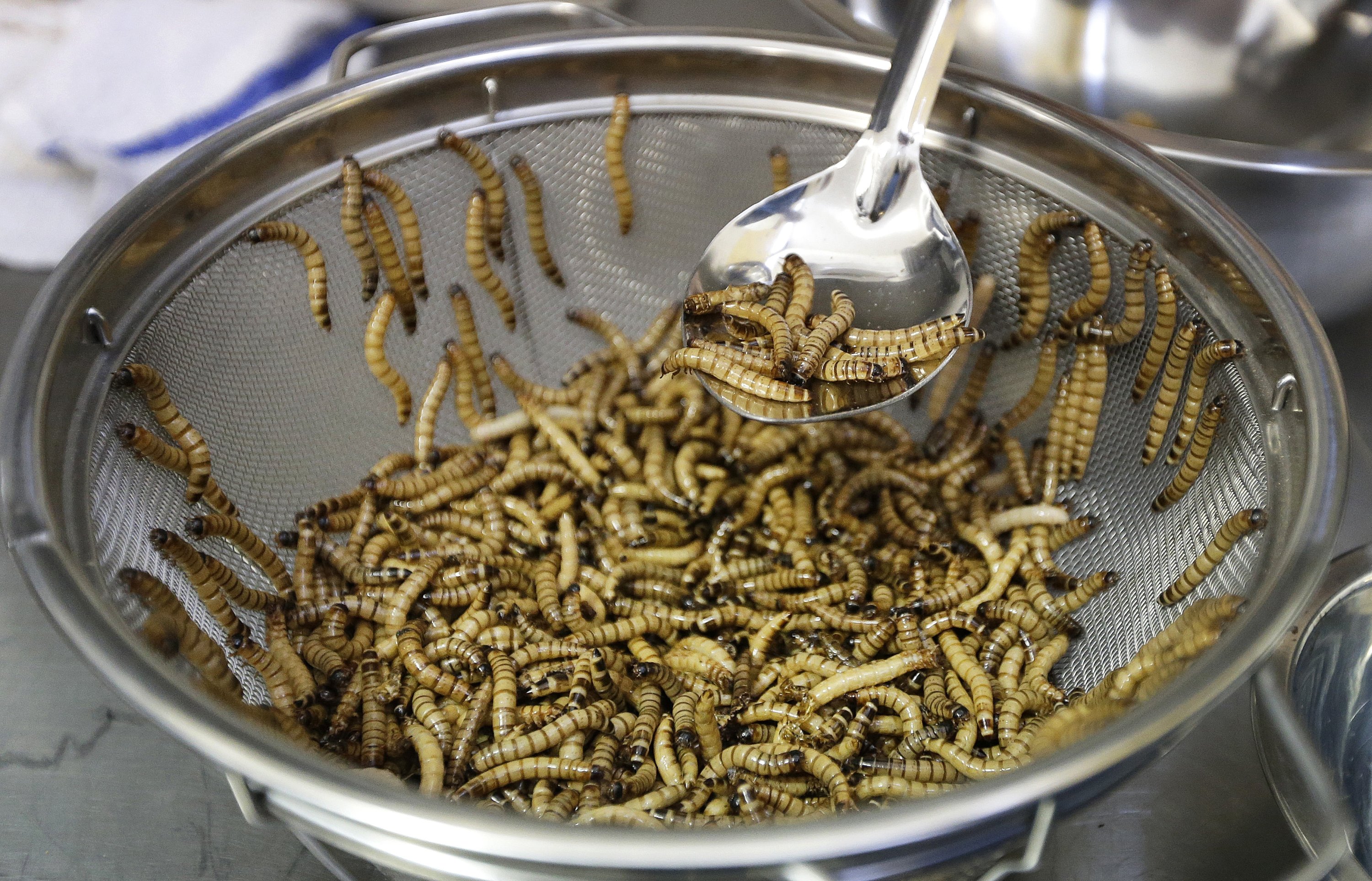 In this Feb. 18, 2015, file photo, mealworms are sorted before being cooked in San Francisco, U.S. (AP Photo)