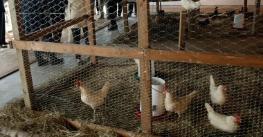 Billionaire philanthropist and Microsoft's co-founder Bill Gates speaks to the media, in front of a chicken coop set up on the 68th floor of the 4 World Trade Center tower in Manhattan, New York, U.S., June 8, 2016. (Reuters Photo)