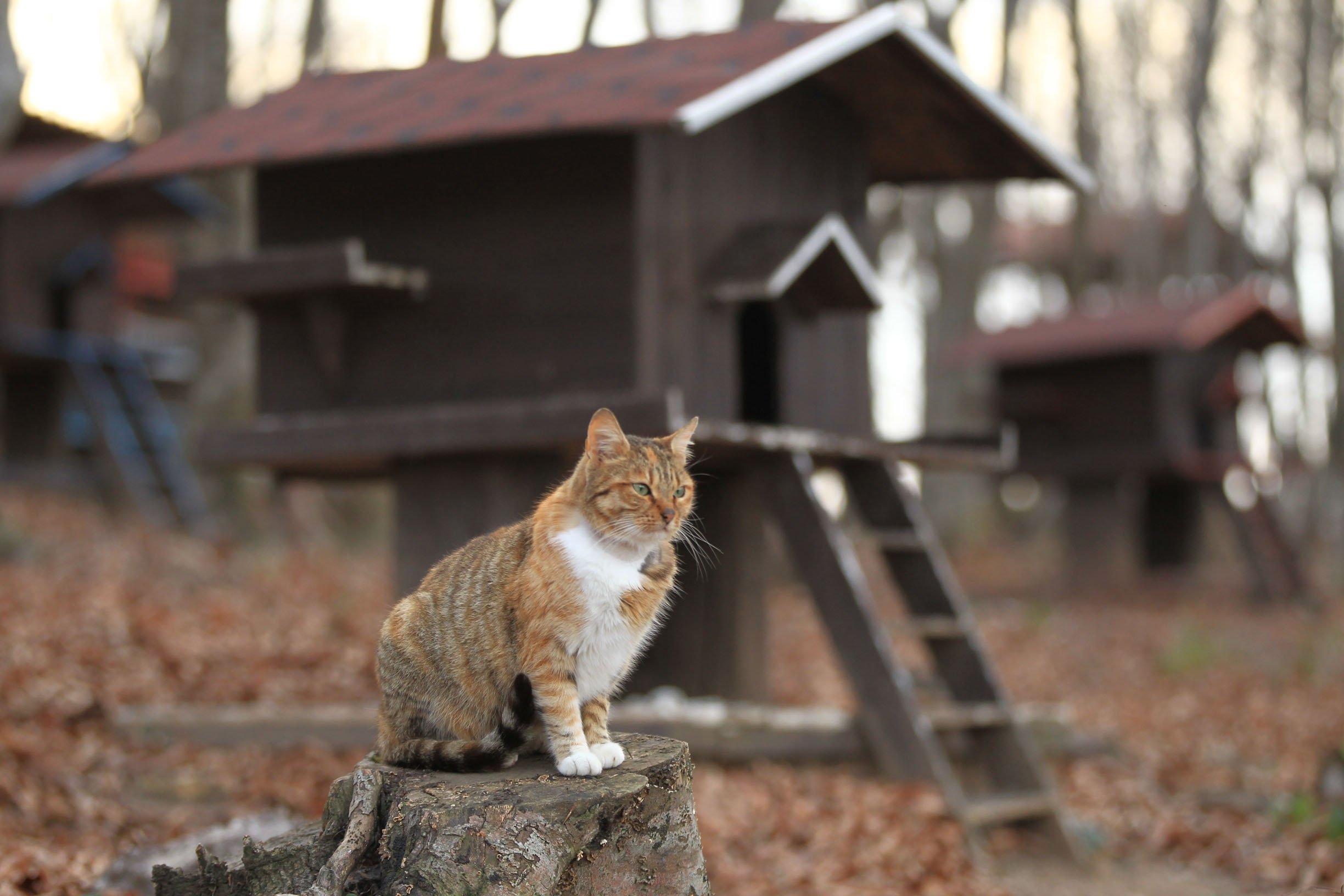 Cat Town In Northern Turkey Gives Felines Cozy Homes Daily Sabah