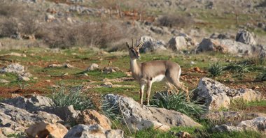A mountain gazelle is seen among rocks during a survey of the population in the Kırıkhan district of Hatay province, southern Turkey, Jan. 14, 2021. (AA Photo)