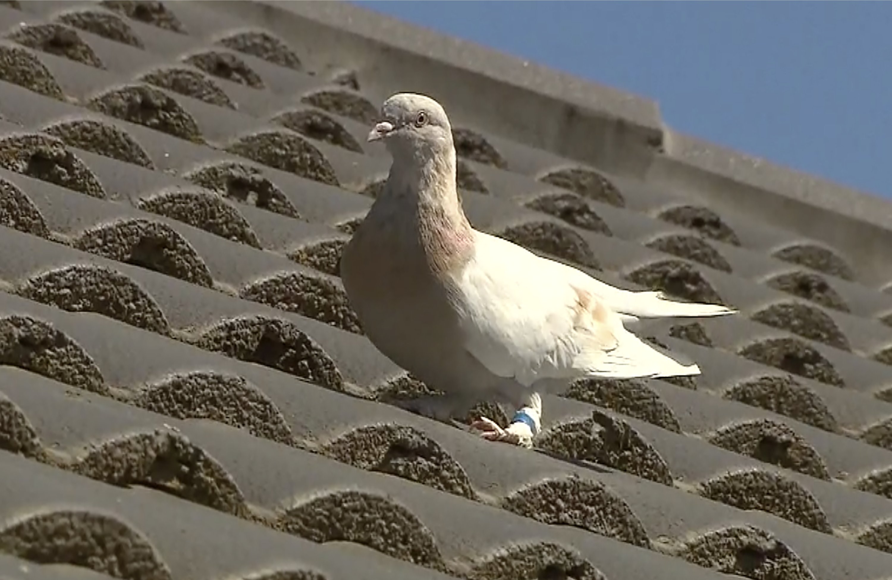 Seen wandering on the rooftop, experts suspect the pigeon named Joe, after the U.S. president-elect, hitched a ride on a cargo ship to cross the Pacific, Jan. 13, 2021. (Channel 9 Photo via AP)