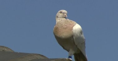 The racing pigeon, first spotted in late December 2020, after it crossed from the U.S. to Australia, sits on a rooftop, in Melbourne, Australia, Jan. 13, 2021. (Channel 9 photo via AP)