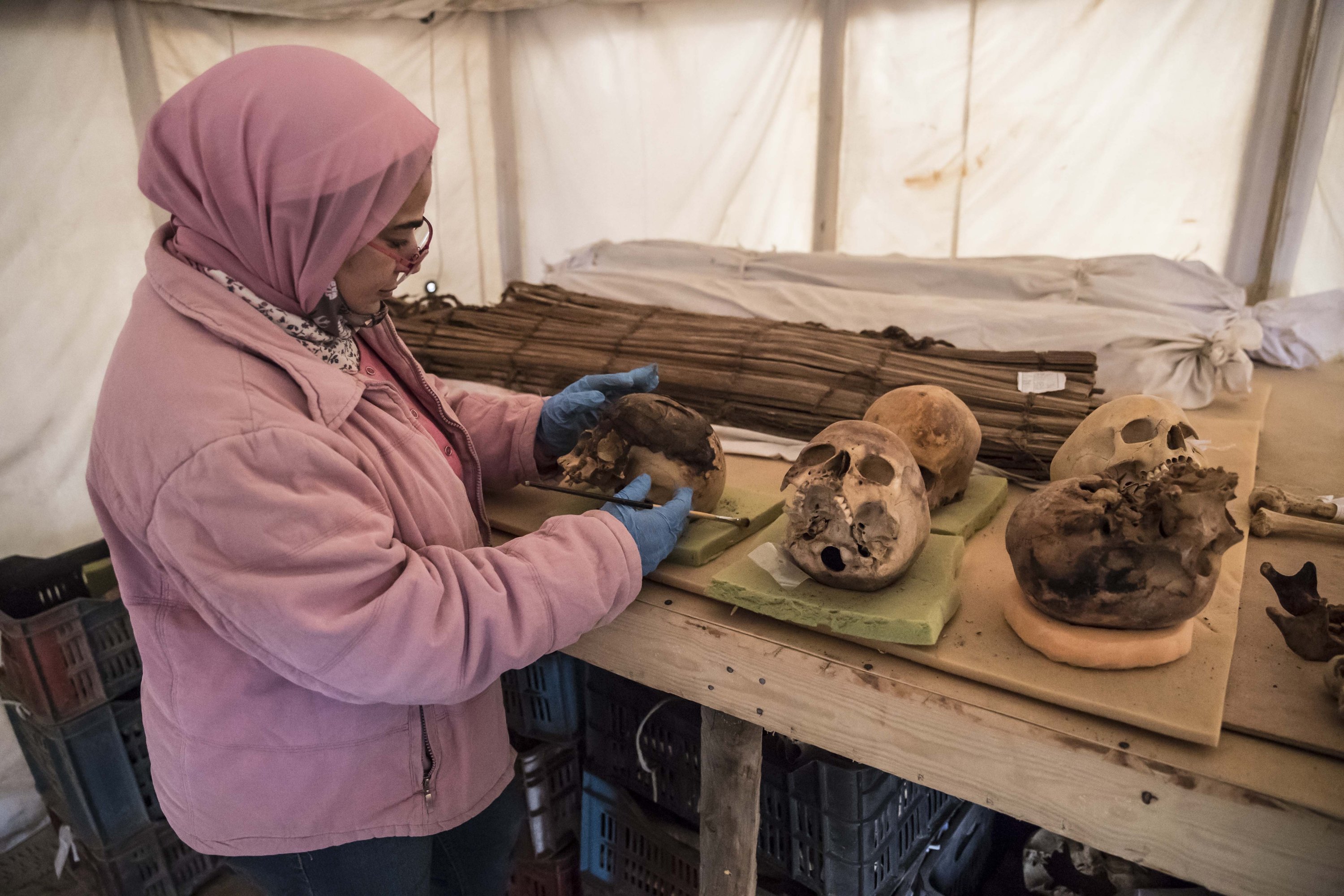 An archaeologist displays unearthed human skulls ahead of the official announcement of the discovery at Egypt