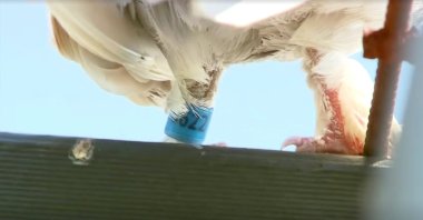 A tag is seen on the leg of "Joe," a pigeon that was thought to have reached Australia from the U.S., in Melbourne, Australia, Jan. 15, 2021. (Channel 9 Photo via REUTERS)