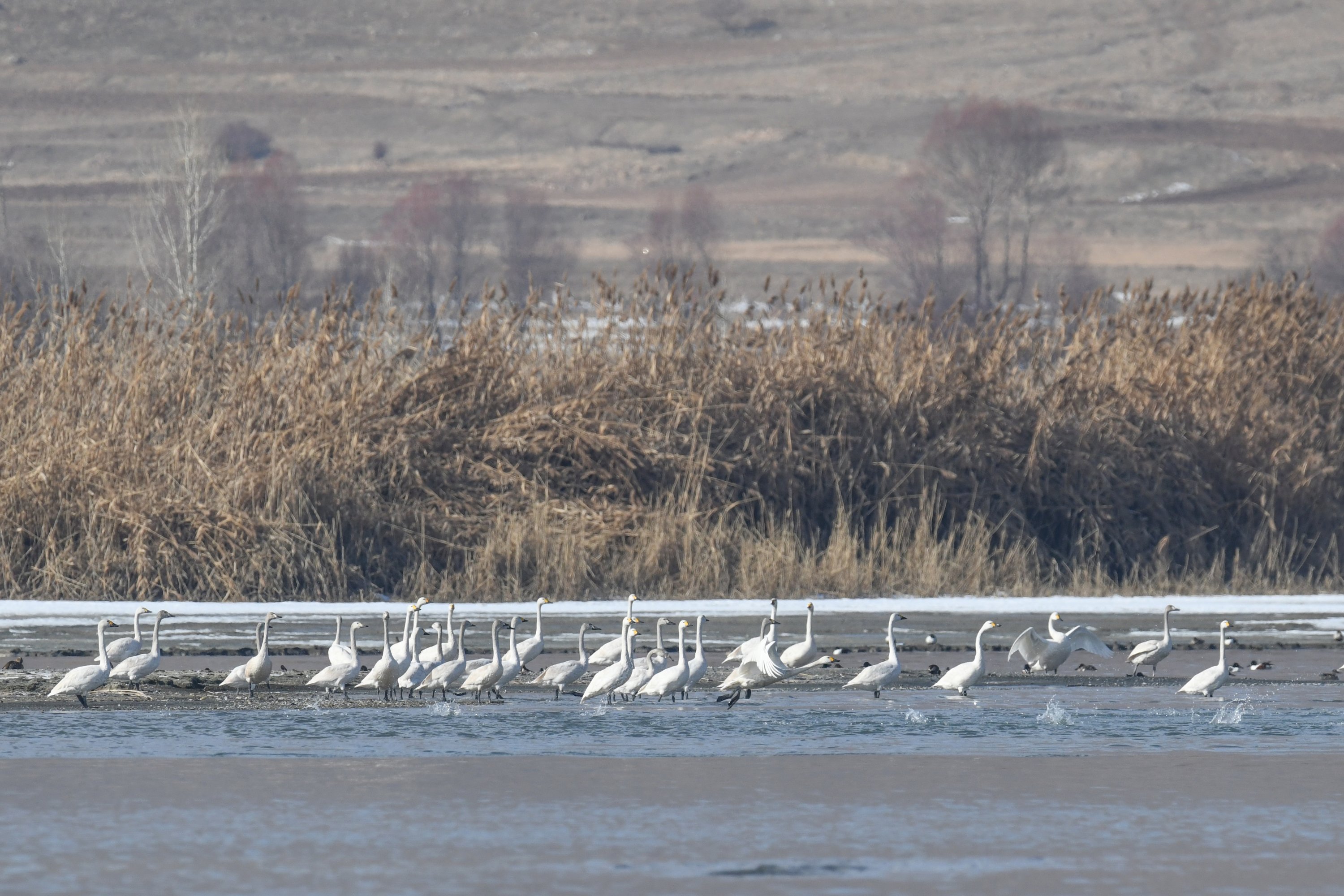 Whooper swans showcase their long, elegant necks at Lake Van, eastern Turkey, Jan. 19, 2021. (AA Photo)