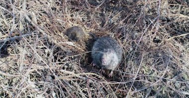Two coypus roam the bank of a stream in Edirne, northwestern Turkey, Jan. 21, 2021. (DHA PHOTO)