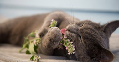 A gray cat responds to catnip in a playful mood. (Shutterstock Photo)