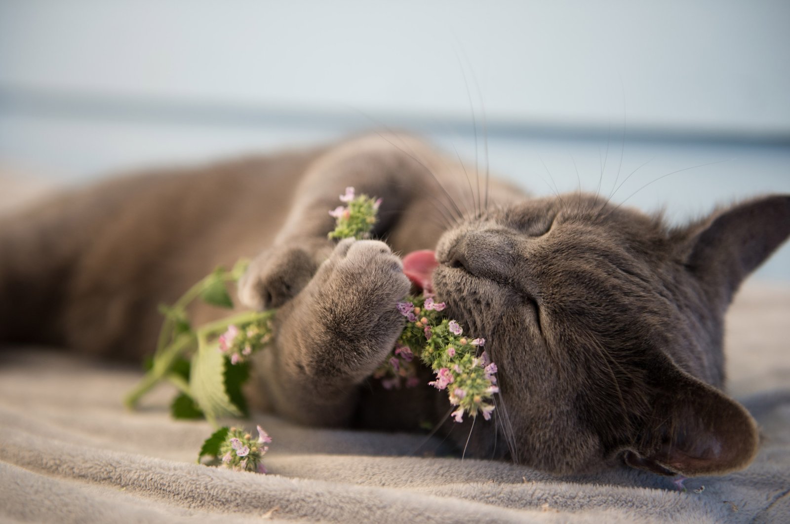 A gray cat responds to catnip in a playful mood. (Shutterstock Photo)