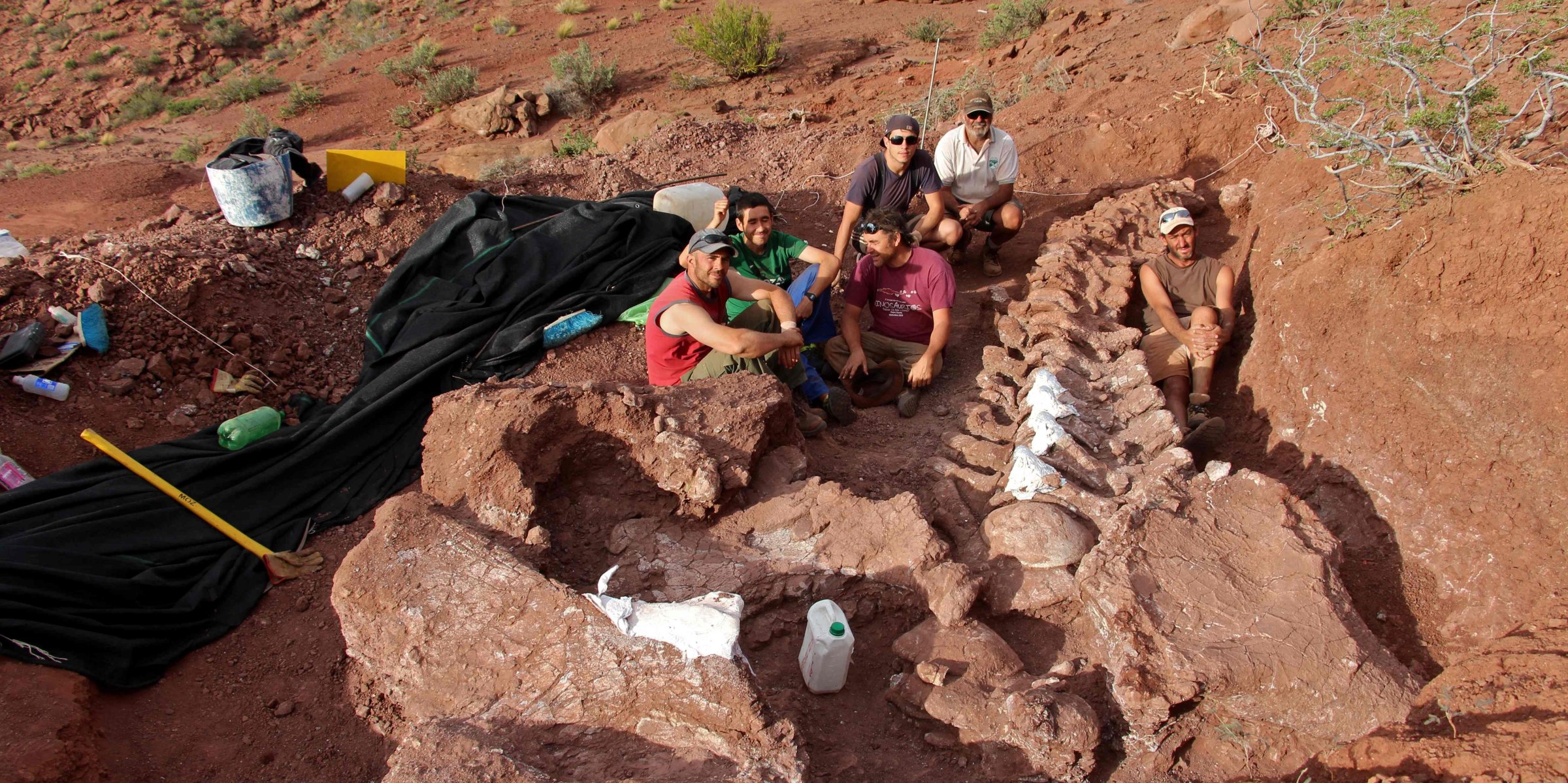 A dinosaur found in Argentina was the largest find ever