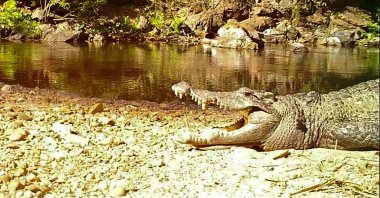 This camera trap photo shows a freshwater Siamese crocodile by Kaeng Krachan National Park, Thailand on Jan. 23, 2021. (AFP Photo)
