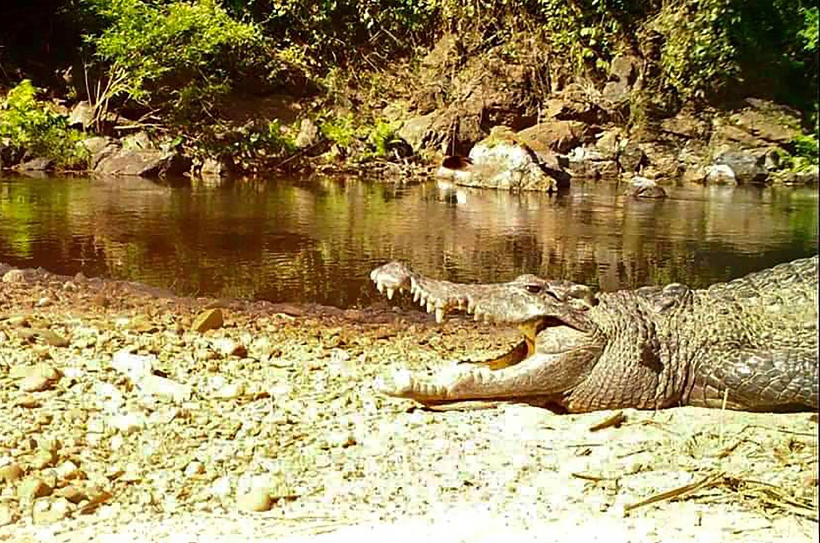 This camera trap photo shows a freshwater Siamese crocodile by Kaeng Krachan National Park, Thailand on Jan. 23, 2021. (AFP Photo)