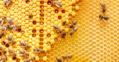 Bees, like the ones seen on this honeycomb, do the majority of their foraging during the daytime, when flowers are readily available. (Getty Images/iStockphoto)