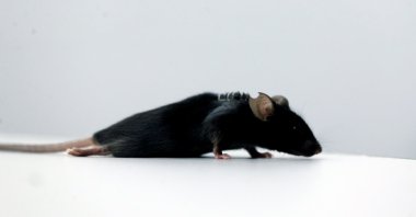 A paralyzed mouse at a lab at Ruhr University, where scientists discovered a way to restore the ability to walk in mice that had been paralyzed after a complete spinal cord injury, in Bochum, Germany, Jan. 21, 2021. (Reuters Photo)