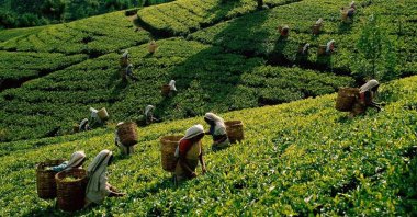 Women work at tea fields in Sri Lanka, March 14, 2016. (Sabah Photo)