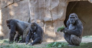 Gorillas sit after two of their troop tested positive for COVID-19 after falling ill, and a third gorilla appears also to be symptomatic, at the San Diego Zoo Safari Park in San Diego, California, U.S. on Jan. 10, 2021. (Reuters Photo)