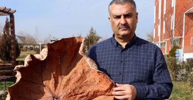 Professor Ahmet Zafer Tel holds a dried “Rheum telianum” plant, a newly classified species named after him, Adıyaman, southeastern Turkey, Jan. 27, 2021. (DHA Photo)