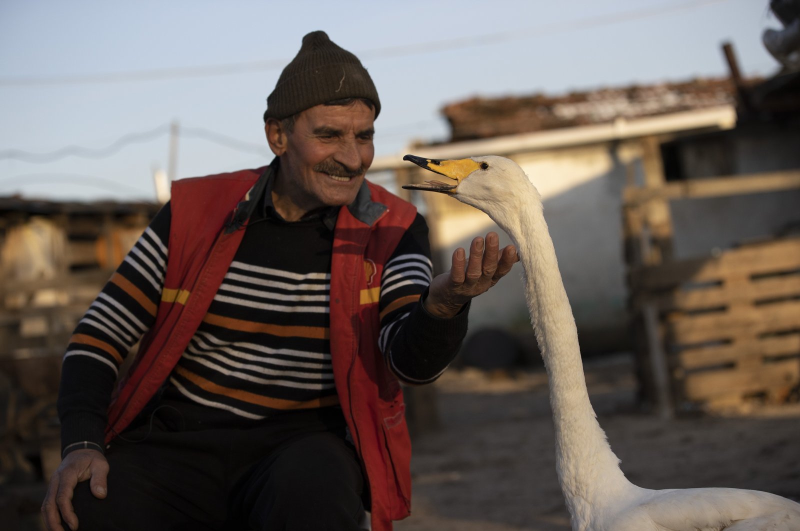 Recep Mirzan pets his swan "Garip," in Edirne, northwestern Turkey, Jan. 31, 2021. (AA PHOTO) 