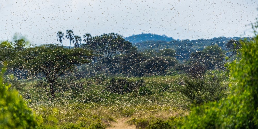 Somalia declares state of emergency over locust swarms