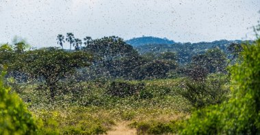 The Samburu landscape is engulfed by a swarm of invasive, destructive desert locusts, Samburu, Kenya. (Shutterstock Photo)