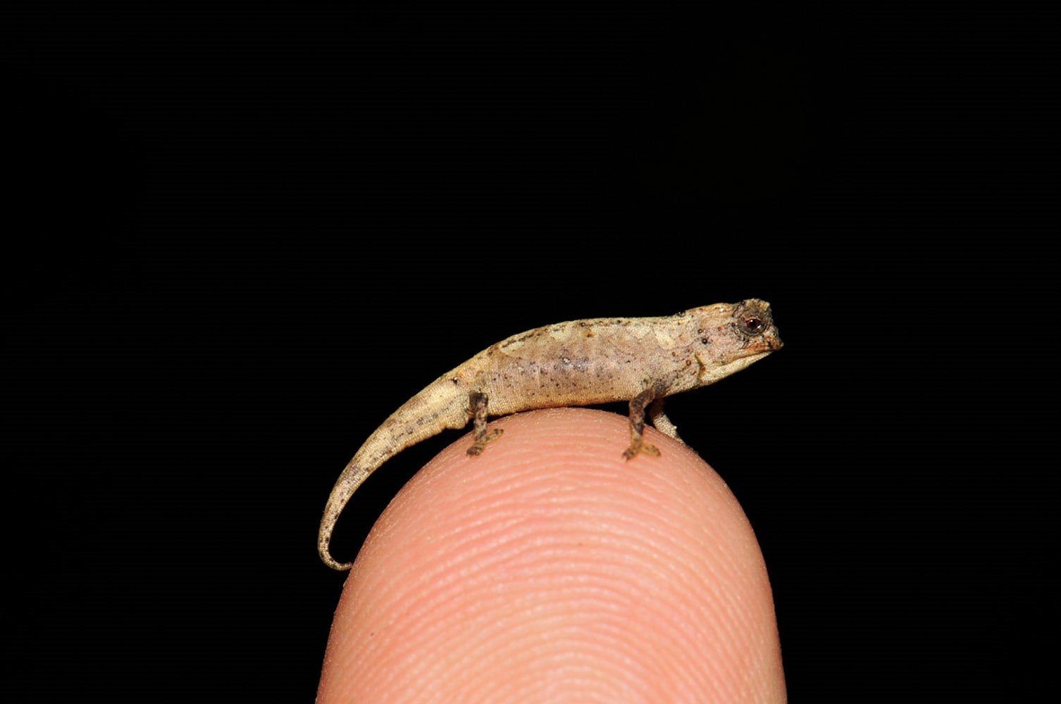 Sitting comfortably on the tip of a finger, Brookesia nana, potentially the world’s smallest reptile, was recently found in northern Madagascar, Feb. 4, 2021. (REUTERS Photo)