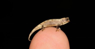 Sitting comfortably on the tip of a finger, Brookesia nana, potentially the world’s smallest reptile, was recently found in northern Madagascar, Feb. 4, 2021. (REUTERS Photo)