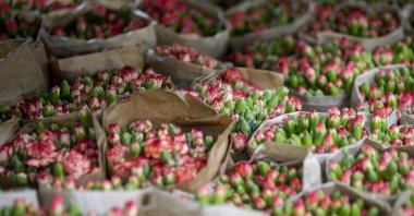 Cut flowers prepared for export, Antalya, southern Turkey, Feb. 8, 2021. (AA Photo)
